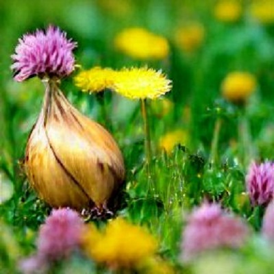 Onion growing with dandelions and pink clover